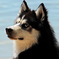 Animales peligrosos | Centro médico Andarax